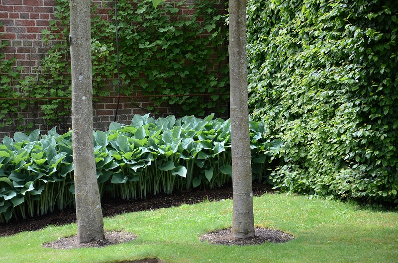 麻生恵　ガーデンデザイナー 世界で一番完璧な多年草