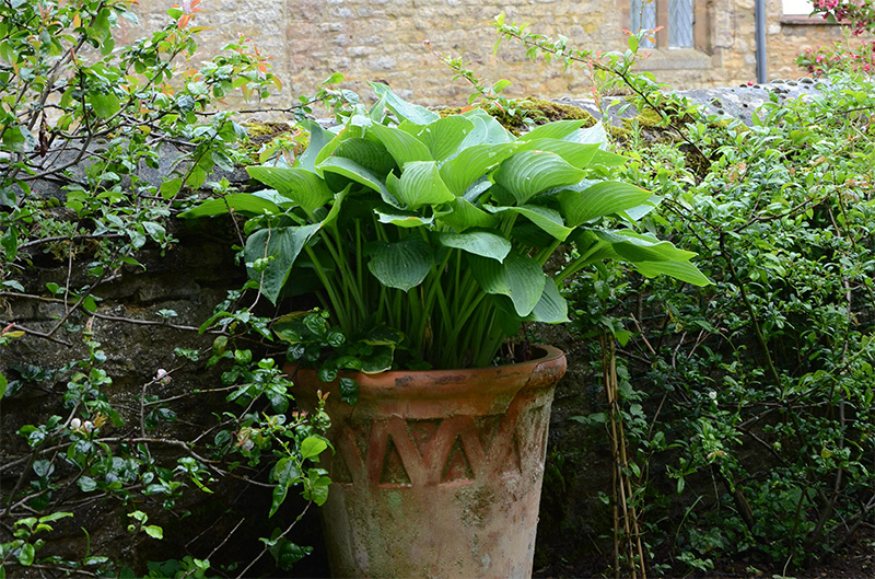 麻生恵　ガーデンデザイナー　ギボウシを鉢に植える